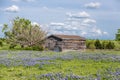 Texas bluebonnet field and old barn in Ennis