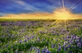 Texas Bluebonnet field at sunset