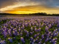 Texas bluebonnet field in sunset at Muleshoe Bend Recreation Are Royalty Free Stock Photo