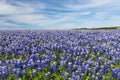 Texas Bluebonnet filed and blue sky background Royalty Free Stock Photo