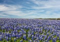 Texas Bluebonnet filed and blue sky background in Muleshoe bend, Royalty Free Stock Photo