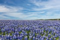 Texas Bluebonnet filed and blue sky background in Muleshoe bend, Austin.