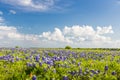Texas Bluebonnet filed and blue sky in Ennis. Royalty Free Stock Photo