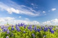 Texas Bluebonnet filed and blue sky in Ennis.. Royalty Free Stock Photo