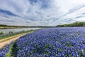 Texas Bluebonnet filed in Muleshoe bend recreation area near Au Royalty Free Stock Photo