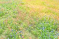 Texas Bluebonnet and Indian paintbrush blossom in Ennis, Texas,