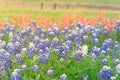 Texas Bluebonnet and Indian paintbrush blossom in rural Texas, U