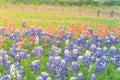 Texas Bluebonnet and Indian paintbrush blossom in rural Texas, U