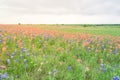 Texas Bluebonnet and Indian paintbrush blossom in rural Texas, U