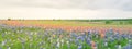 Texas Bluebonnet and Indian paintbrush blossom in rural Texas, U