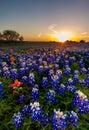 Texas bluebonnet and indian paintbrush filed in sunset Royalty Free Stock Photo