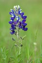 Texas Bluebonnet