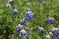 Texas bluebonnet or Texas lupine