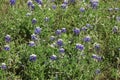 Texas bluebonnet or Texas lupine