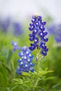 Texas Bluebonnet (Lupinus texensis) Royalty Free Stock Photo