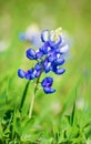 Texas Bluebonnet Lupinus texensis flower blooming in spring