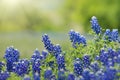 Texas Bluebonnet Lupinus texensis flowers blooming in springtime