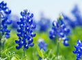 Texas Bluebonnet Lupinus texensis flowers blooming in springti Royalty Free Stock Photo