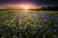 Texas Bluebonnet Sunset Royalty Free Stock Photo