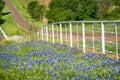 Texas Bluebonnet wildflowers along the side of the road Royalty Free Stock Photo