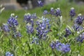 Texas Bluebonnet Wildflowers Growing in Rural Texas Royalty Free Stock Photo