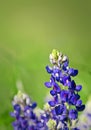 Texas Bluebonnets Royalty Free Stock Photo