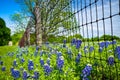 Texas Bluebonnets along country road and fence