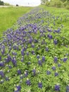 Texas Bluebonnets along the Texas highways