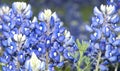 Texas Bluebonnets Royalty Free Stock Photo