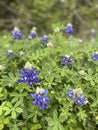 Texas bluebonnets