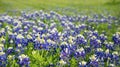 Texas bluebonnets field blooming Royalty Free Stock Photo