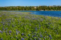 Texas Bluebonnets at Lake Travis at Muleshoe Bend in Texas.