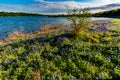 Texas Bluebonnets at Lake Travis at Muleshoe Bend in Texas.