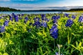 Texas Bluebonnets at Lake Travis at Muleshoe Bend in Texas.