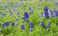 Texas bluebonnets (Lupinus texensis) Royalty Free Stock Photo