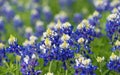 Texas bluebonnets (Lupinus texensis) blooming on meadow Royalty Free Stock Photo