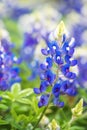 Texas Bluebonnets Lupinus texensis