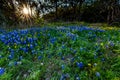 Texas Bluebonnets at Muleshoe Bend in Texas at Sunset.