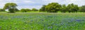 Texas Bluebonnets Panorama