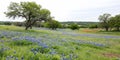 Texas Bluebonnets panorama Royalty Free Stock Photo