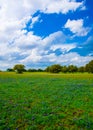 Texas Bluebonnets Vertical Shot