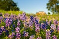 Texas Bluebonnets