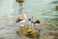 Texas Brown Pelicans