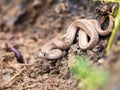 Texas brown snake (Storeria dekayi texana) coiled in the soil beneath a leafy tree