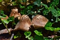 Texas Brown Star Mushrooms growing in Residential Flower Garden. Royalty Free Stock Photo