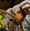 Texas Brown Tarantula Royalty Free Stock Photo