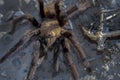 Close Up of a Texas Brown Tarantula