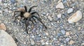 Texas brown tarantula Aphonopelma hentzi Royalty Free Stock Photo