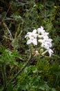 Texas bull nettle