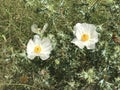 Texas Bull Nettle